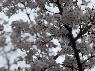 🌹4月の健康相談会のお知らせ🌹